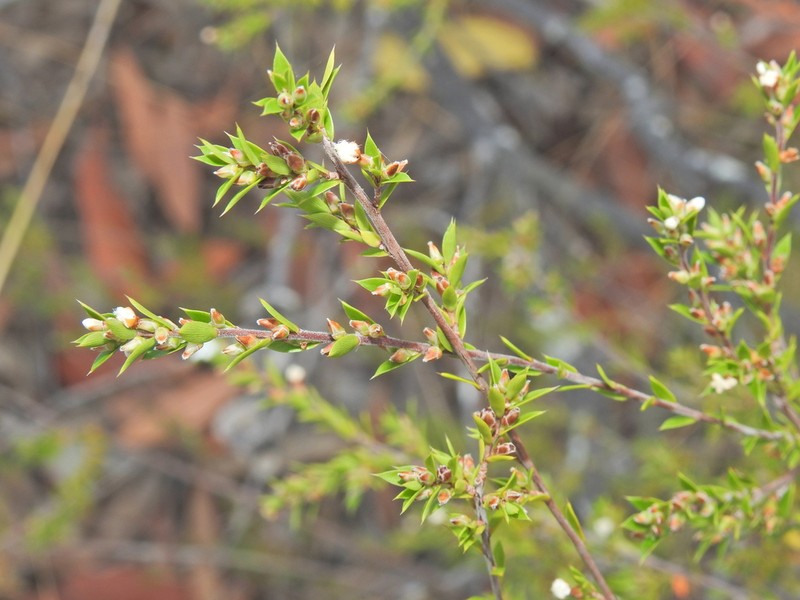 Styphelia kinkuna photo 2