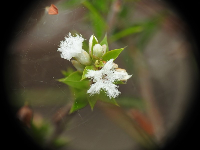 Styphelia kinkuna photo 3