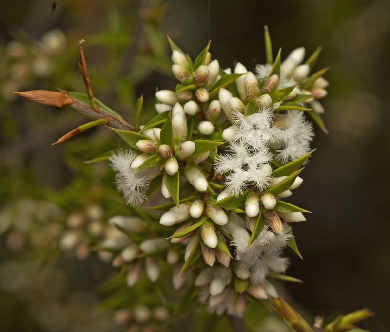 Styphelia kinkuna photo 4