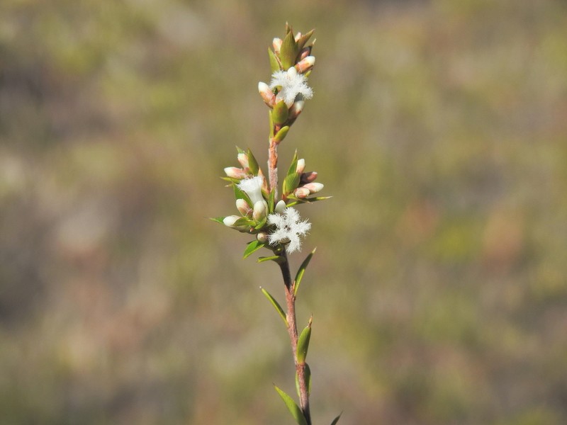 Styphelia kinkuna photo 5