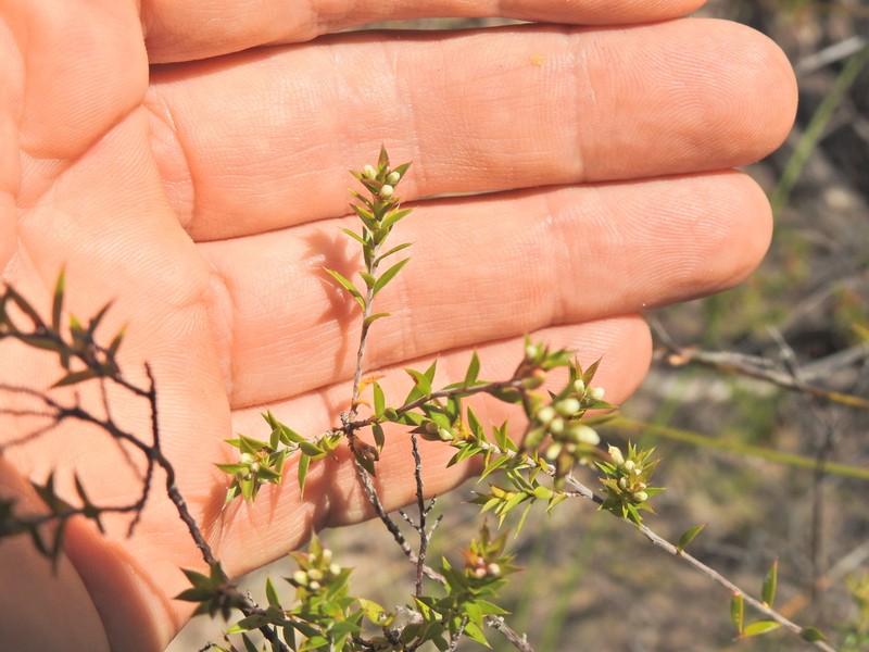 Styphelia kinkuna photo 6