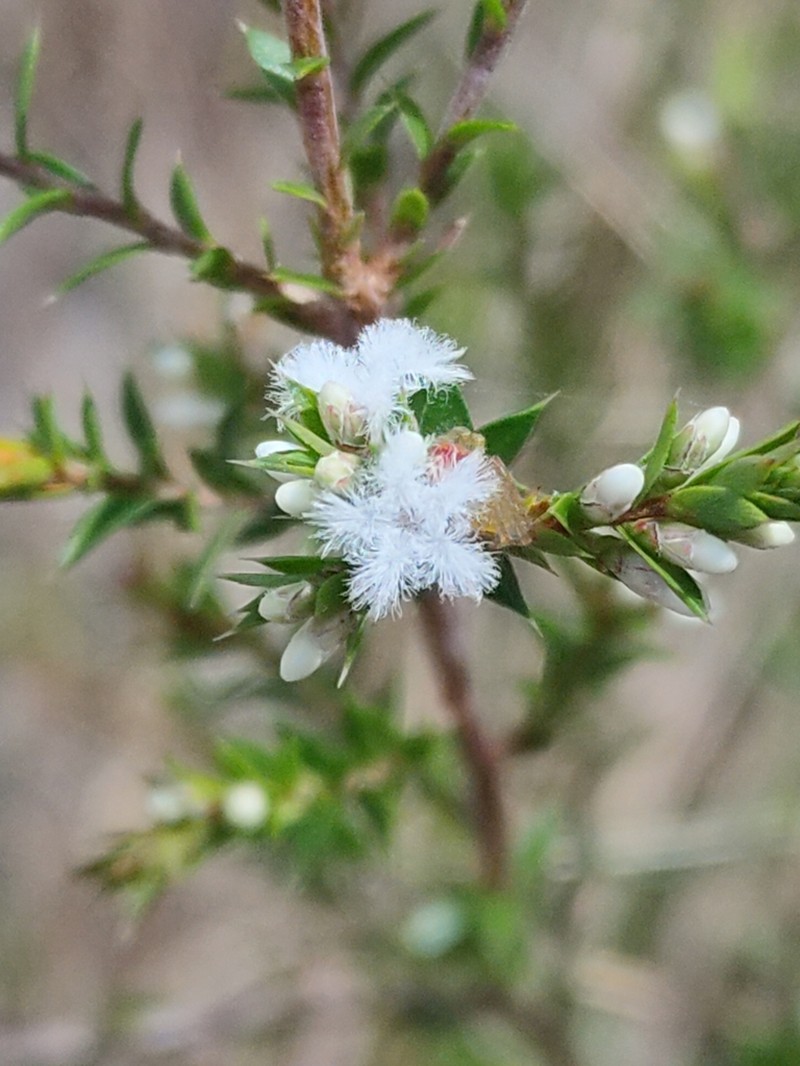 Styphelia kinkuna photo 7