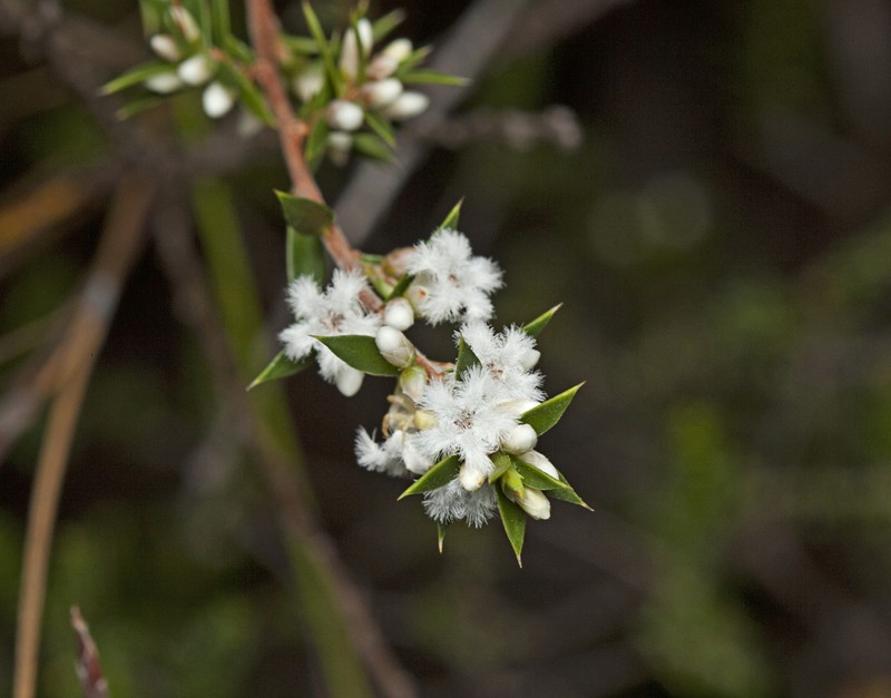 Styphelia kinkuna photo 8