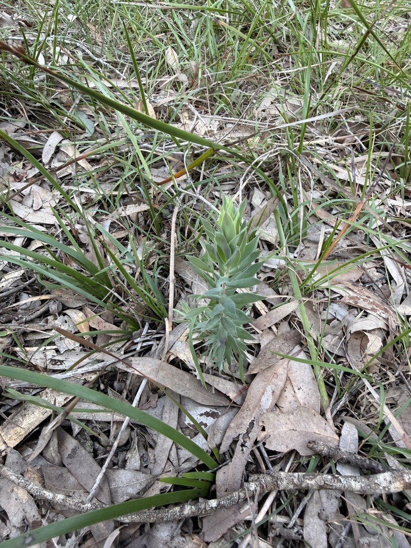 Styphelia laeta subsp. laeta