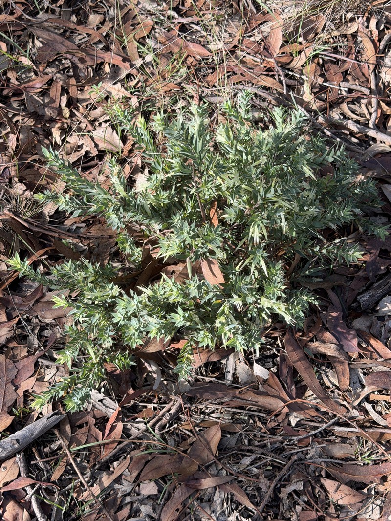 Styphelia laeta subsp. laeta photo 2