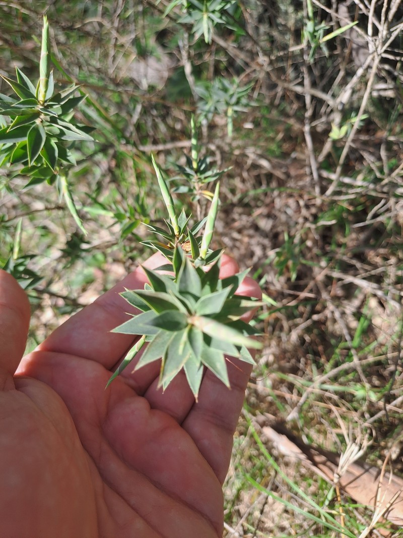 Styphelia laeta subsp. laeta photo 4