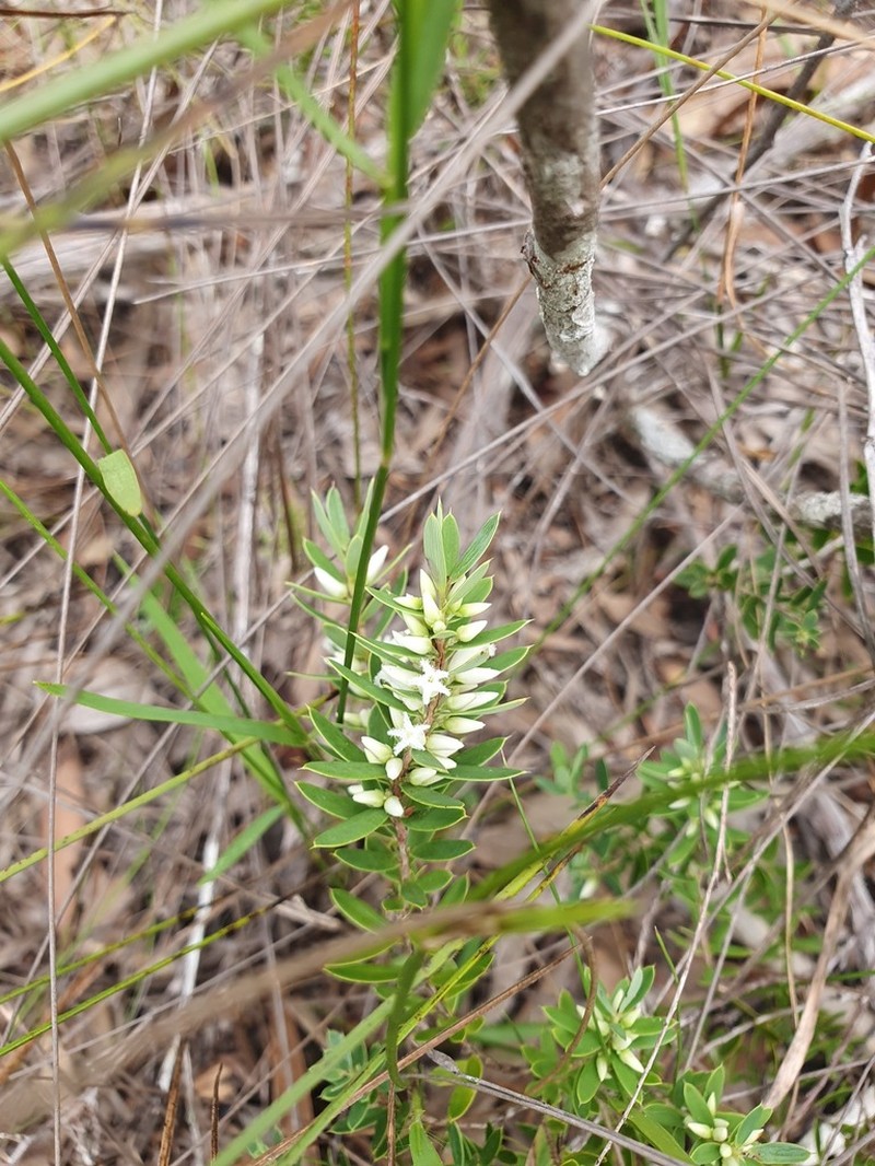 Styphelia lavarackii