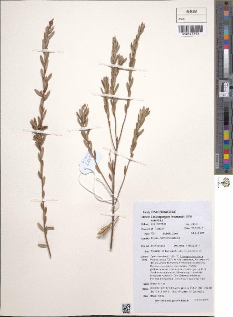 Styphelia lavarackii photo 3
