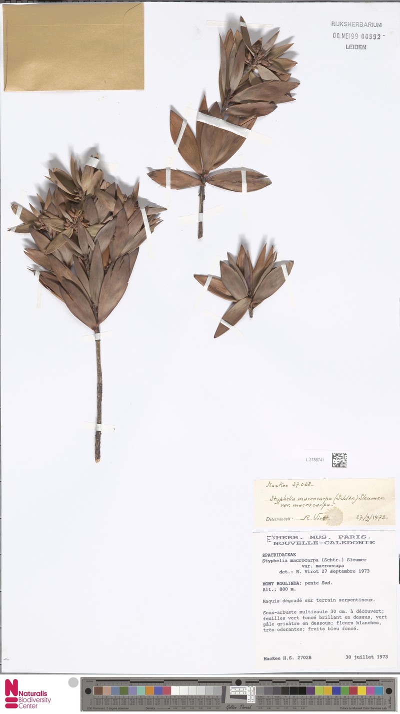 Styphelia macrocarpa var. macrocarpa
