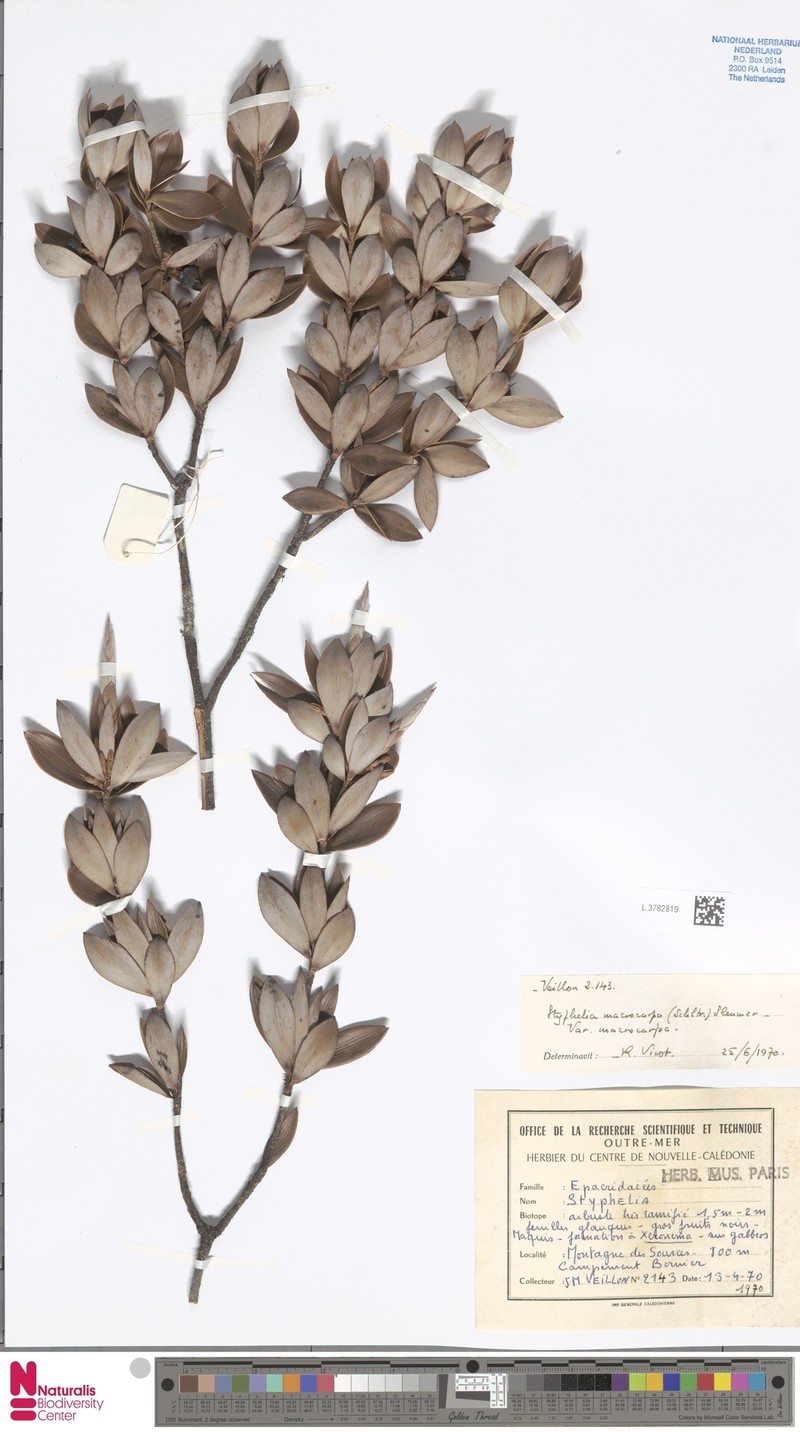 Styphelia macrocarpa var. macrocarpa photo 2