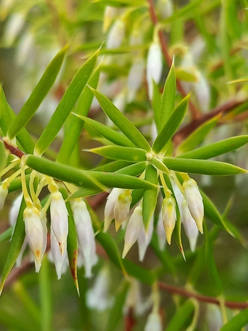 Styphelia madida