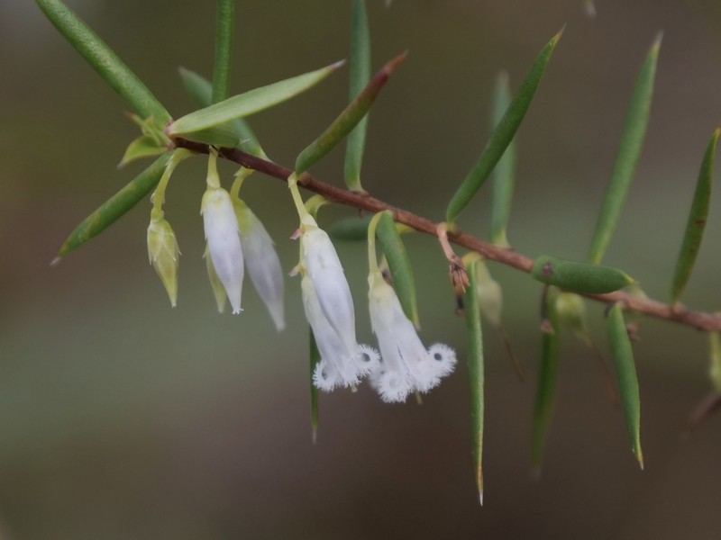 Styphelia madida photo 2