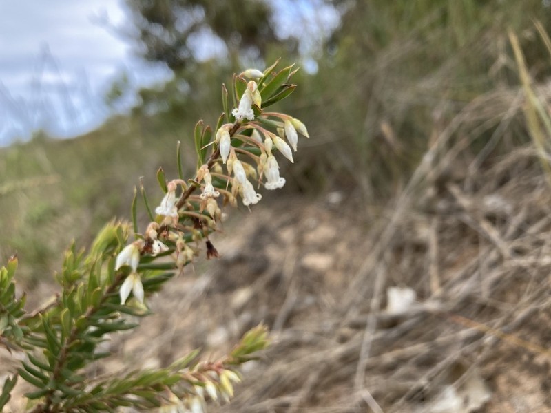 Styphelia madida photo 3