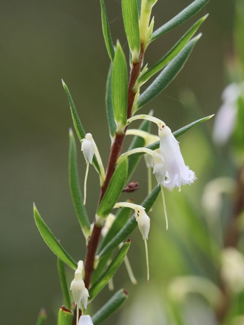 Styphelia madida photo 5
