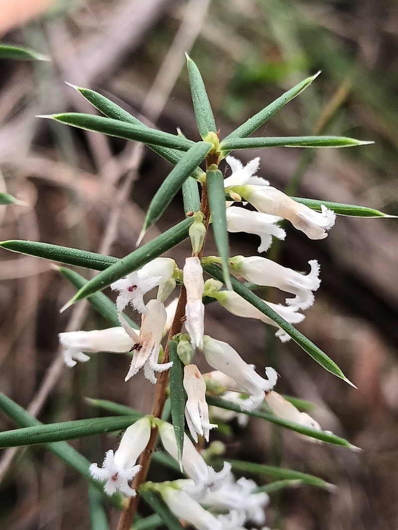 Styphelia madida photo 6