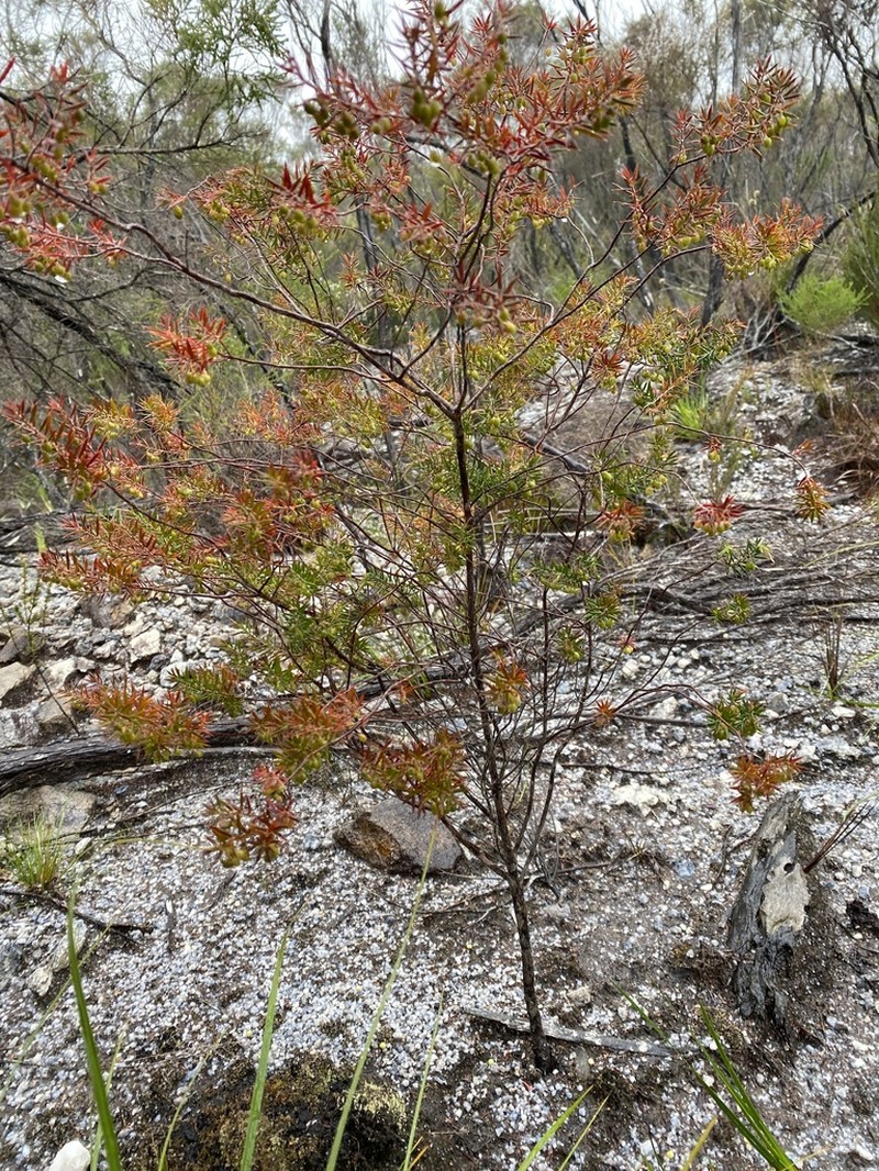 Styphelia madida photo 8
