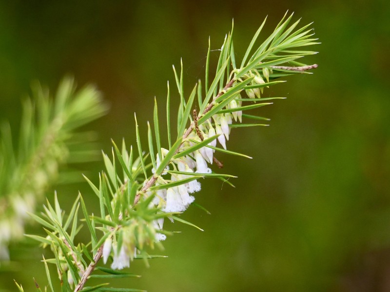 Styphelia madida subsp. madida