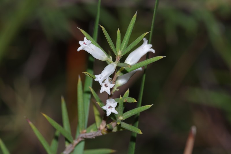 Styphelia madida subsp. madida photo 2