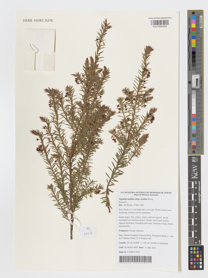 Styphelia madida subsp. madida photo 3