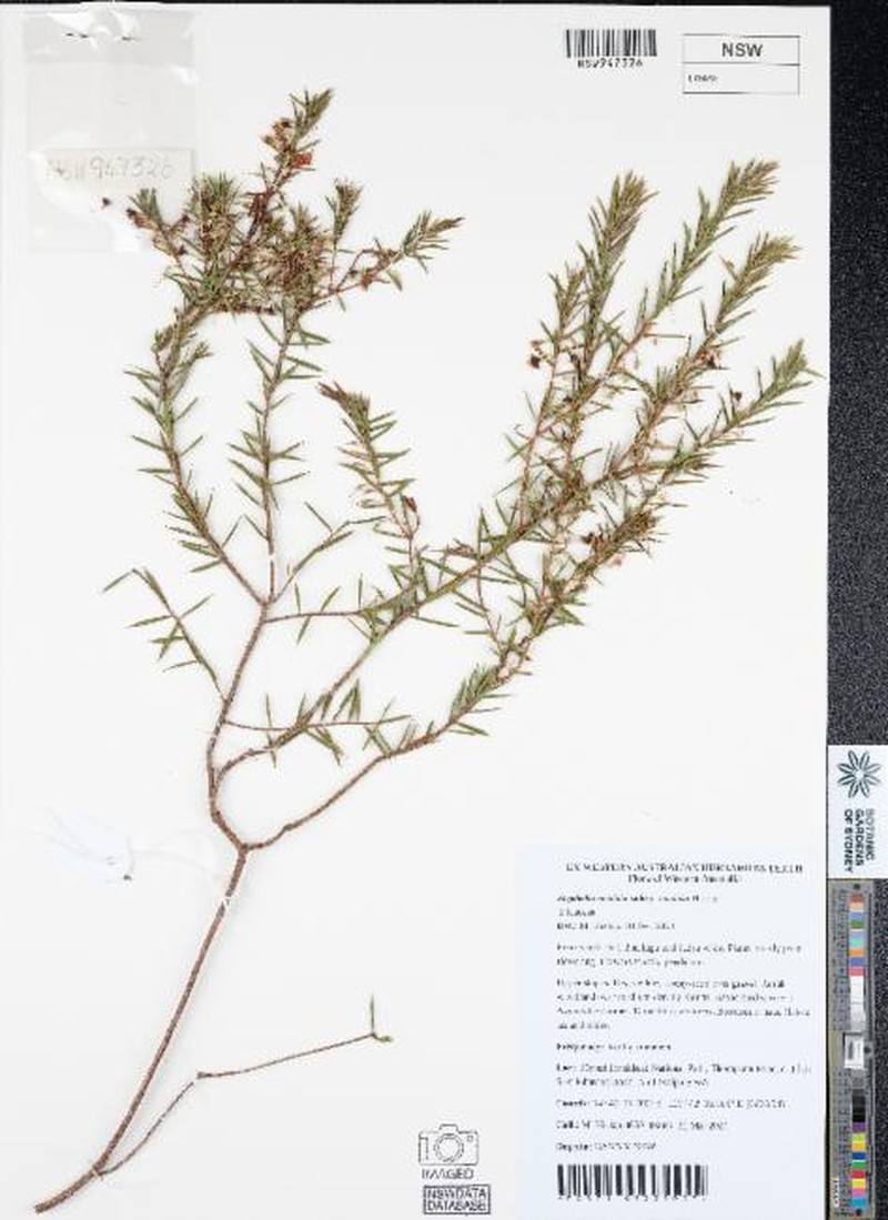 Styphelia madida subsp. madida photo 4