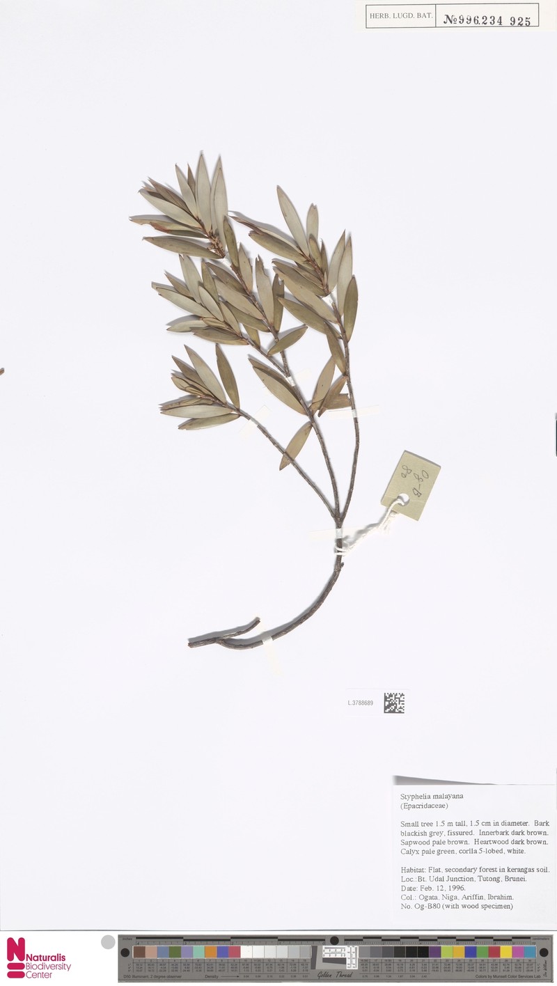 Styphelia malayana subsp. malayana