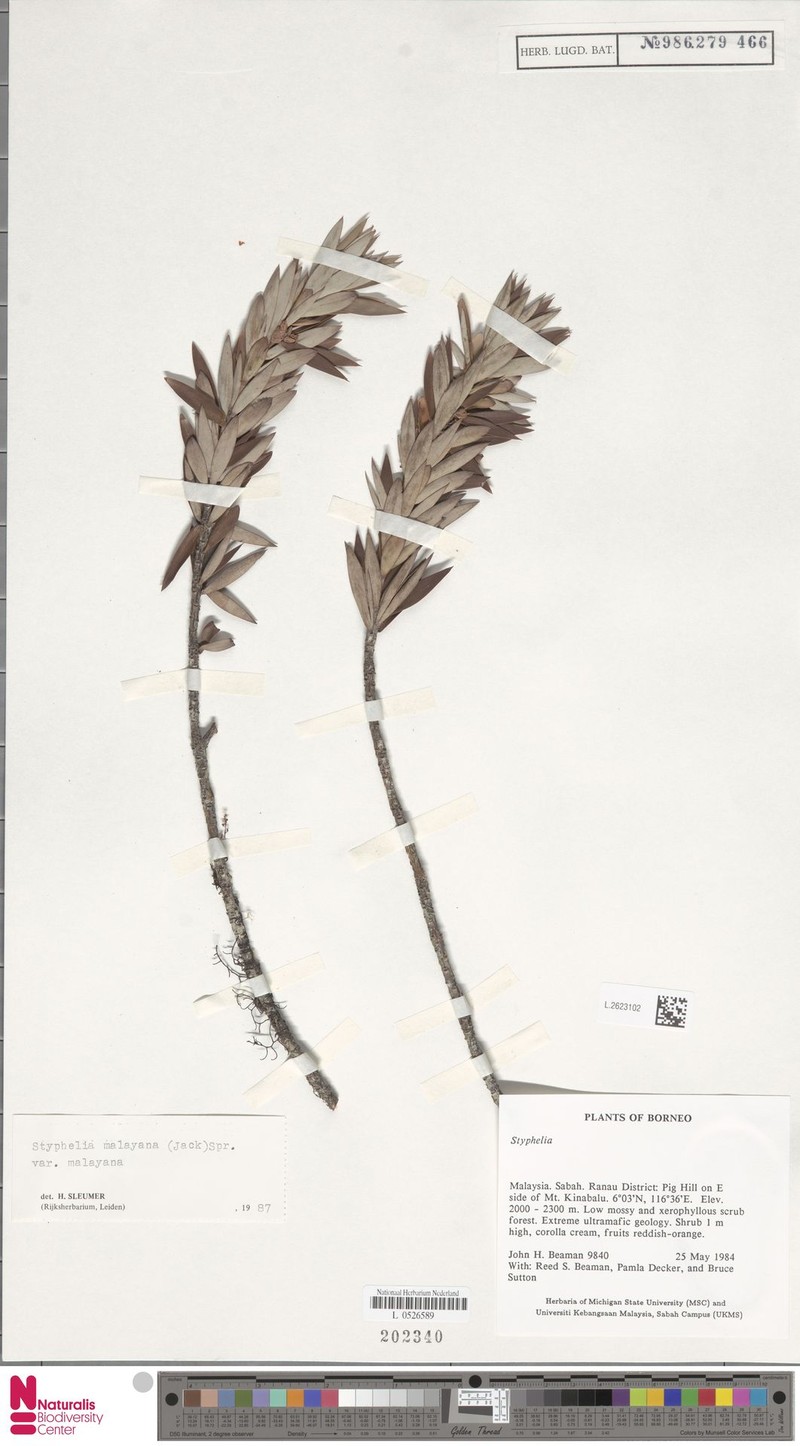 Styphelia malayana subsp. malayana photo 3