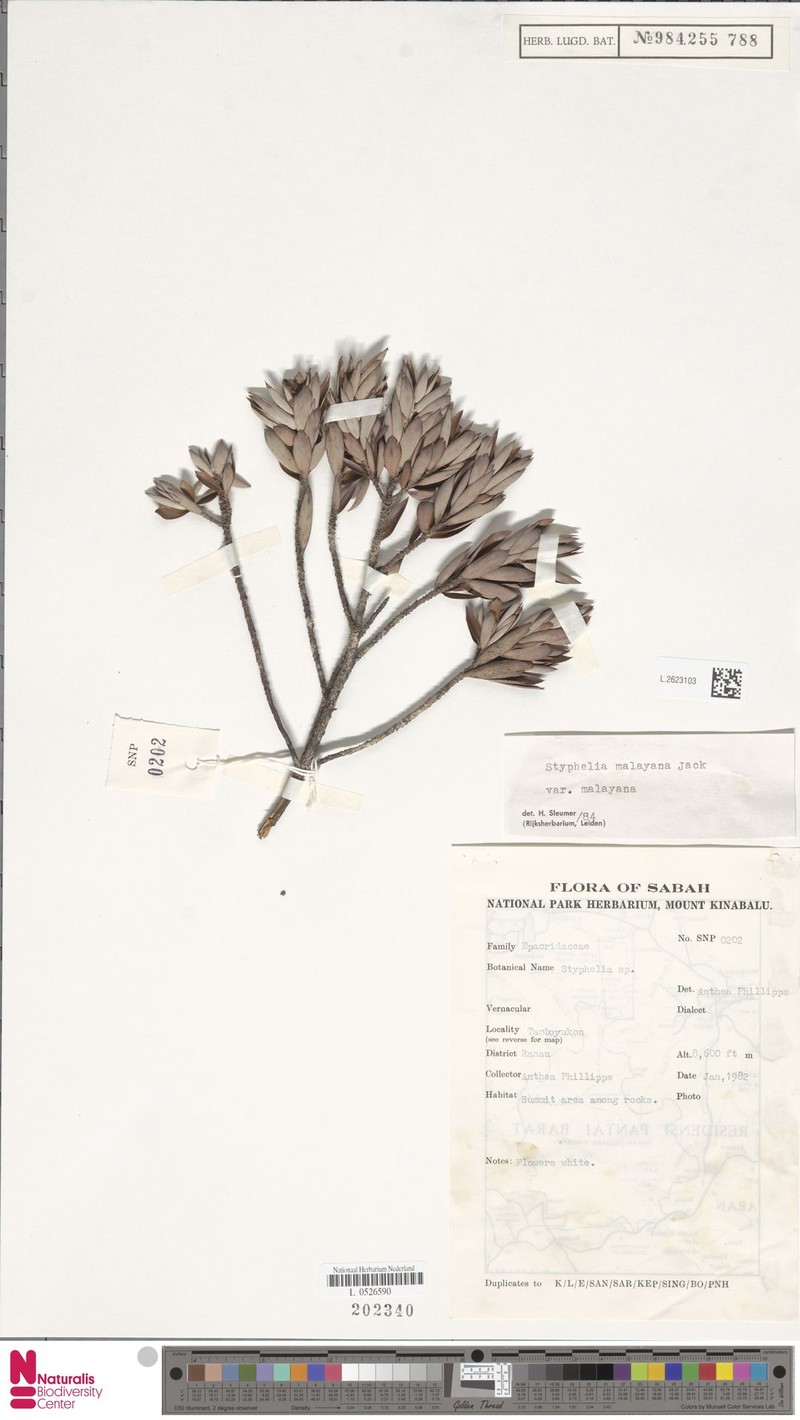 Styphelia malayana subsp. malayana photo 4
