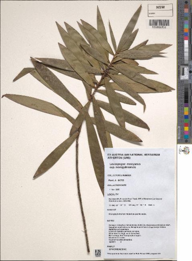 Styphelia malayana subsp. novoguineensis