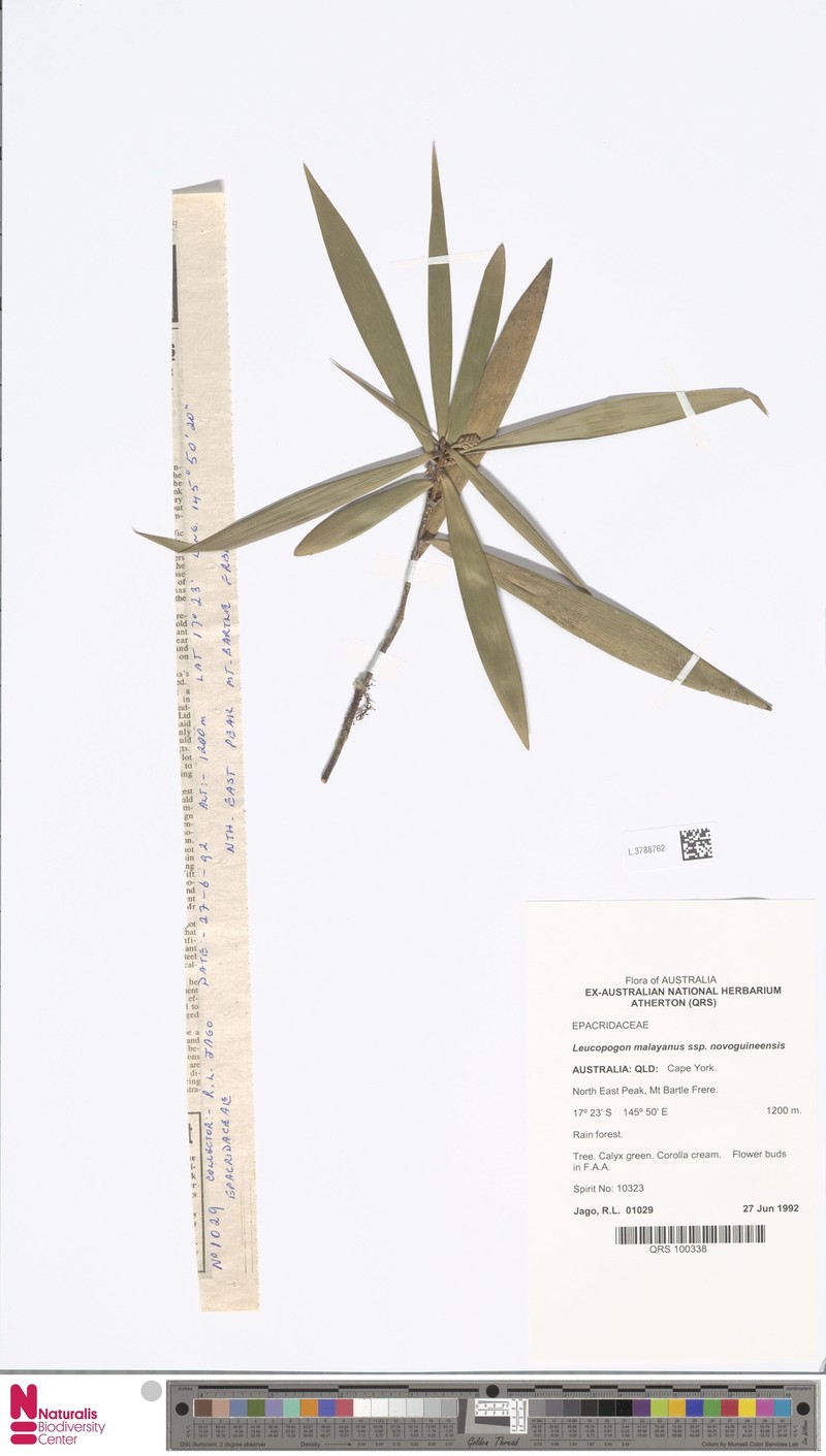 Styphelia malayana subsp. novoguineensis photo 2