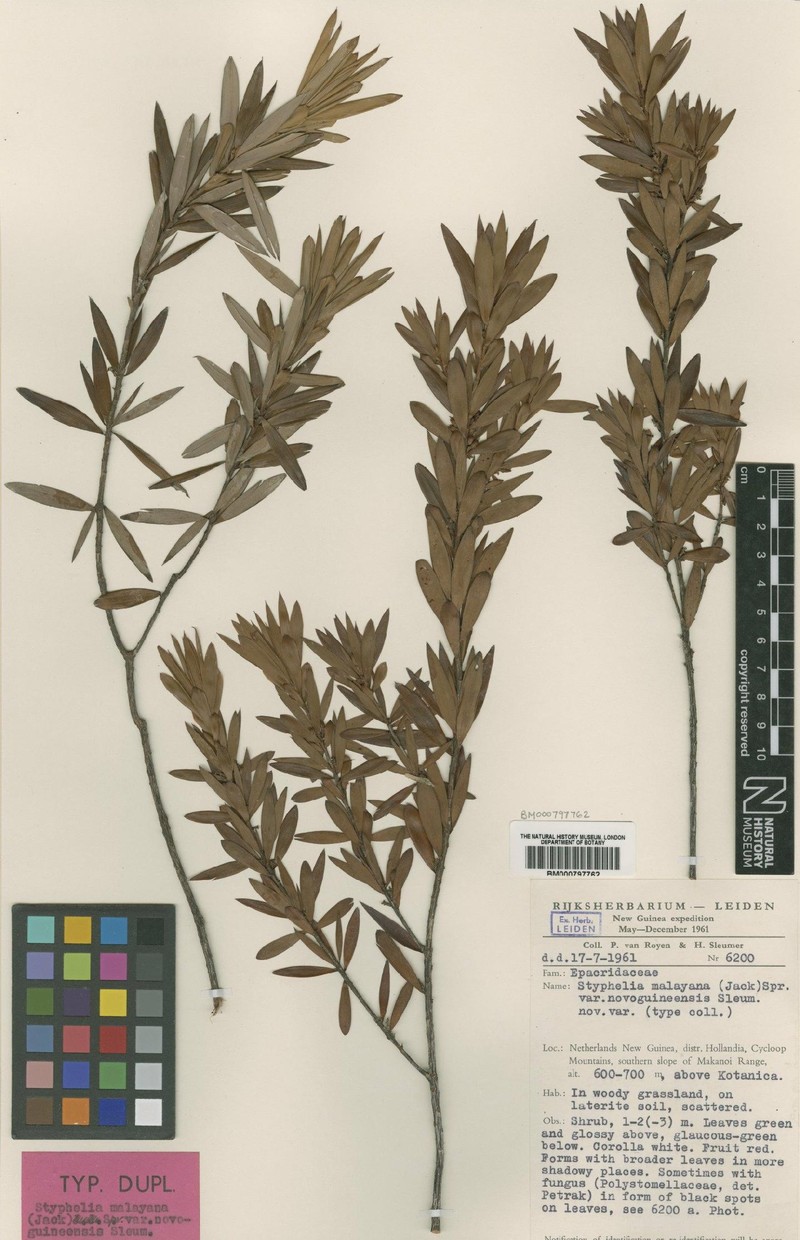 Styphelia malayana subsp. novoguineensis photo 3