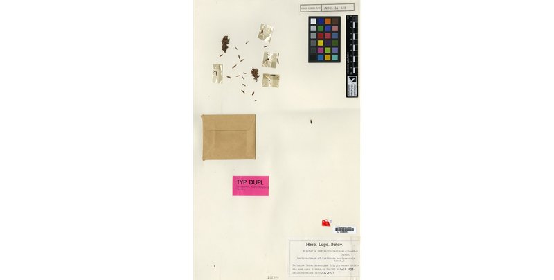 Styphelia mariannensis