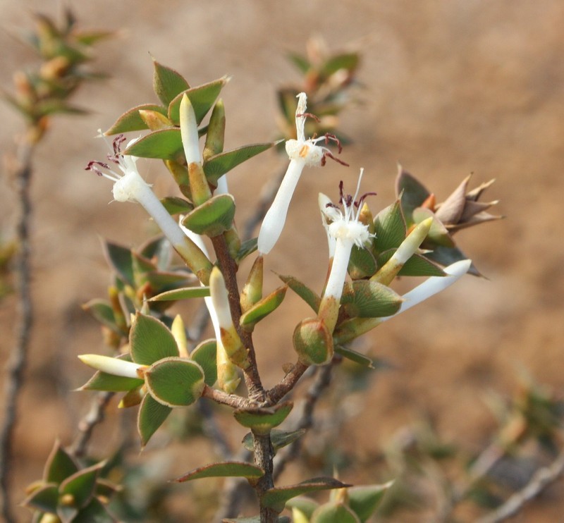 Styphelia melaleucoides subsp. melaleucoides