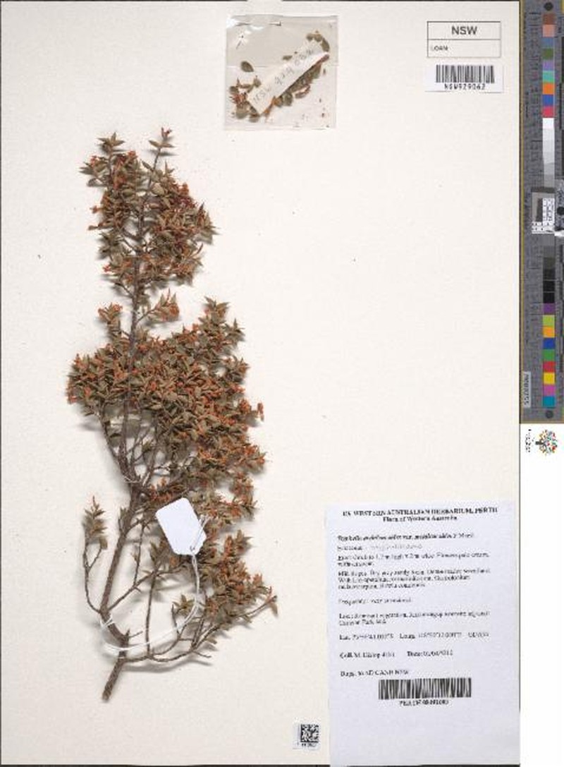 Styphelia melaleucoides subsp. melaleucoides photo 2