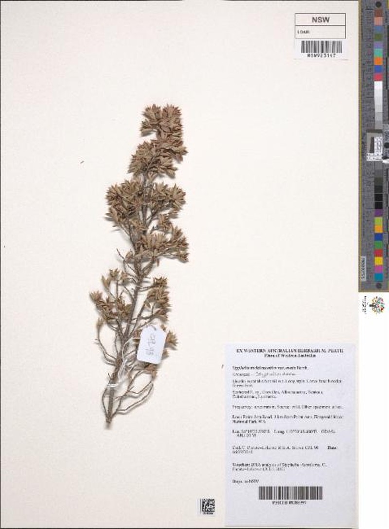 Styphelia melaleucoides subsp. ovata