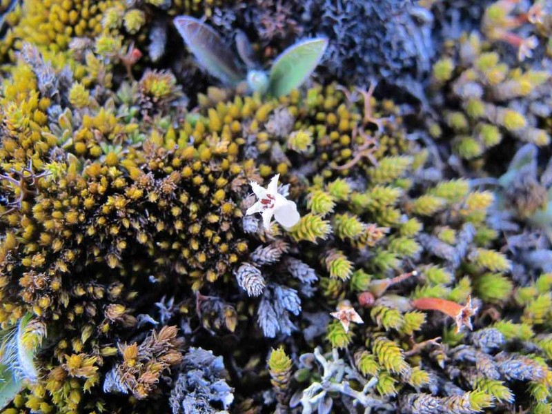 Styphelia nana