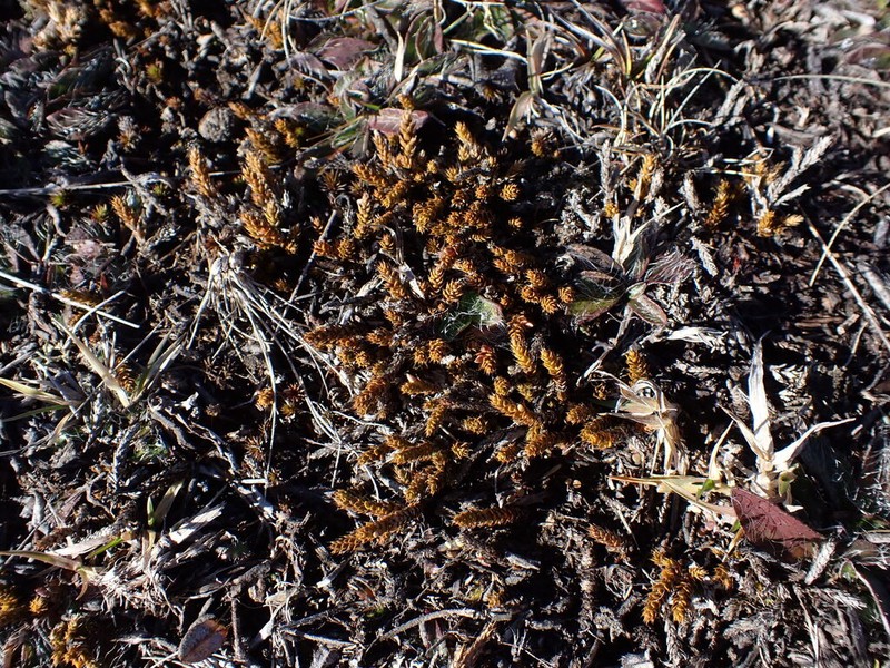 Styphelia nana photo 2