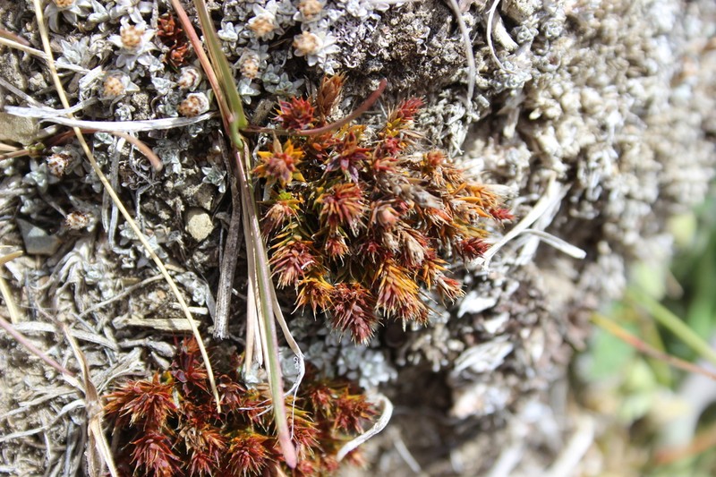 Styphelia nana photo 3