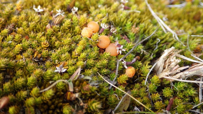 Styphelia nana photo 4