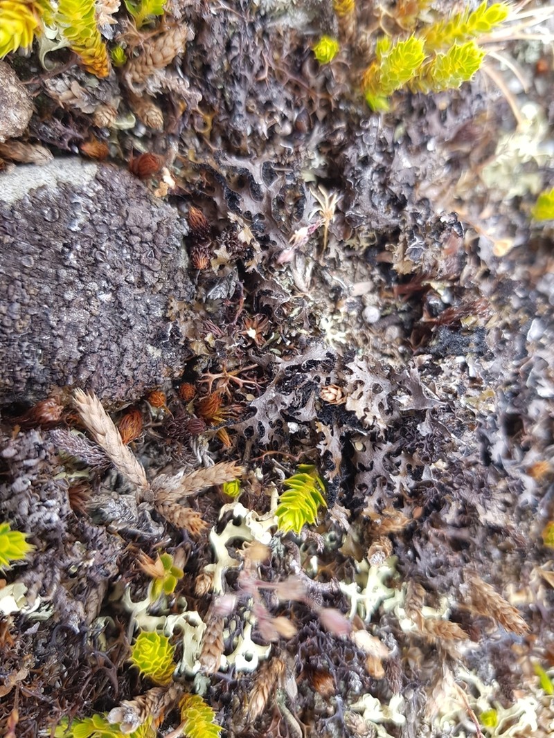Styphelia nana photo 5