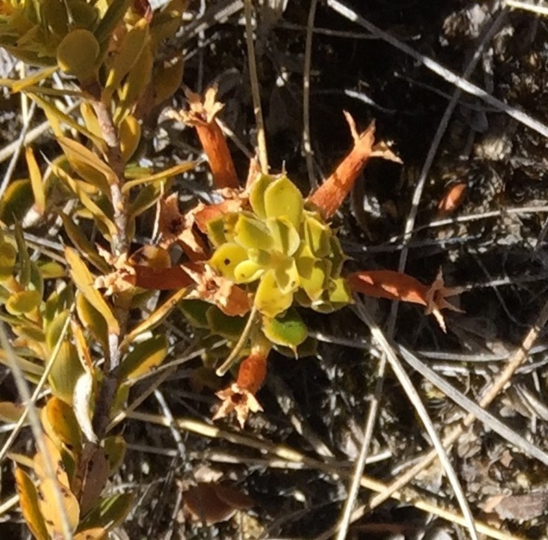 Styphelia nana photo 6
