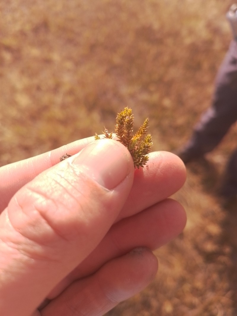 Styphelia nana photo 7
