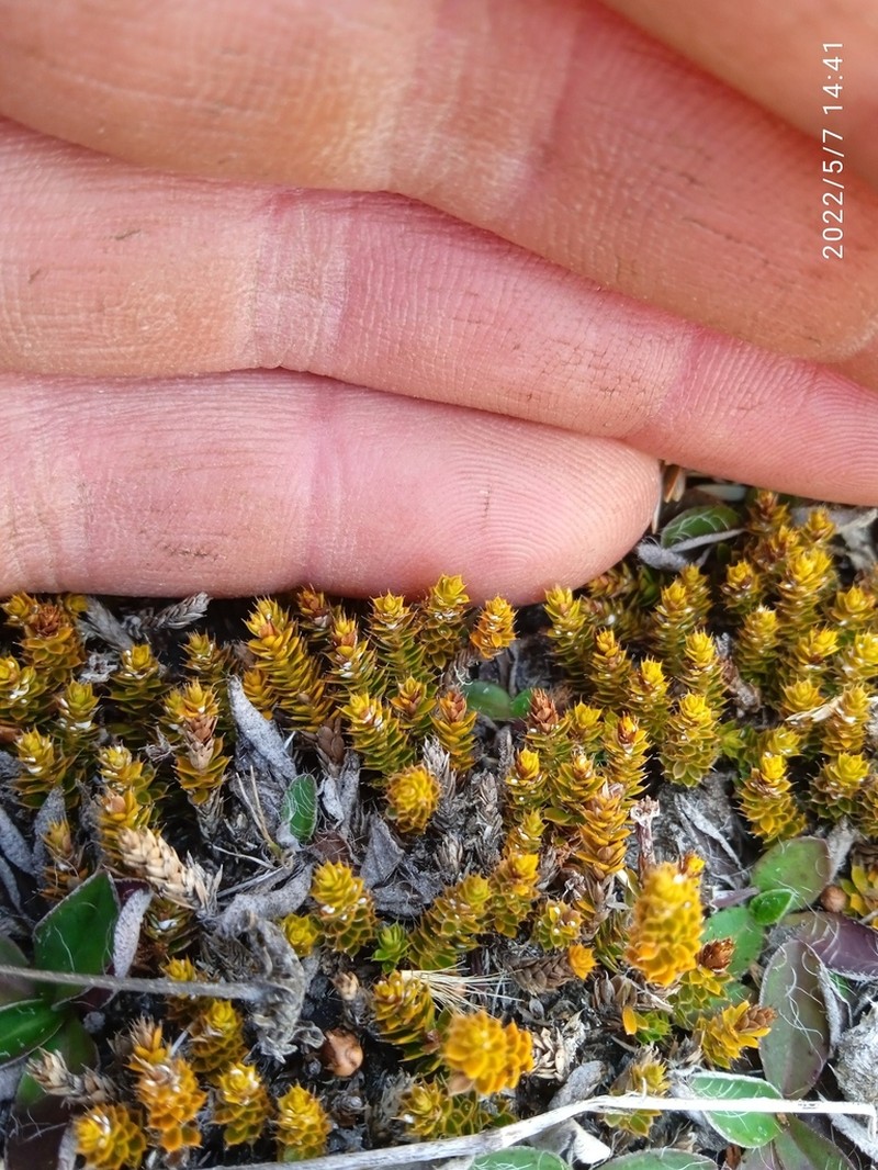 Styphelia nana photo 8