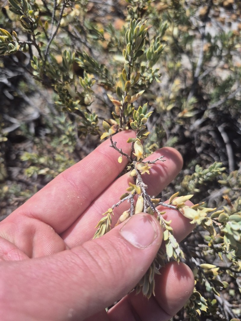 Styphelia oblongifolia