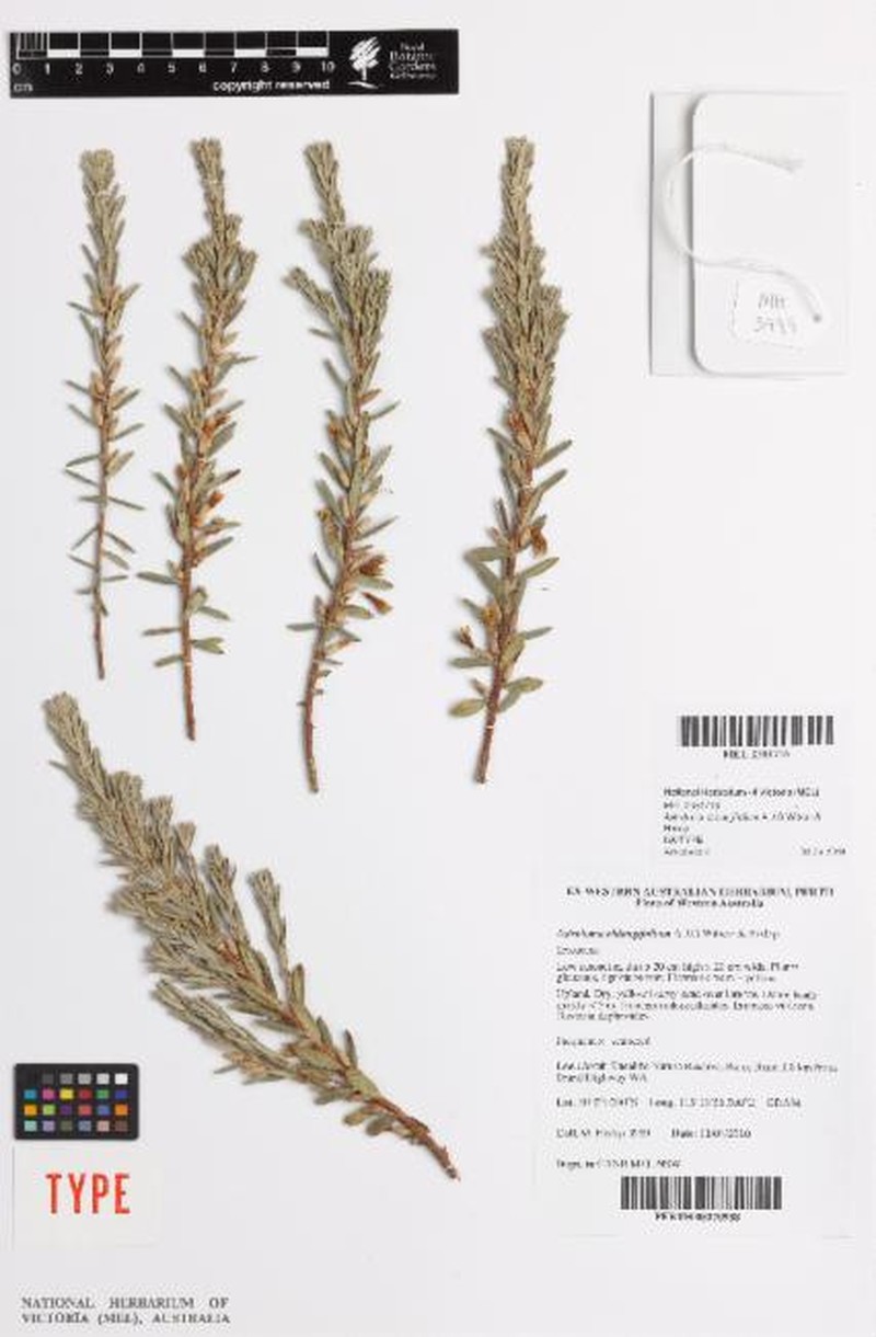 Styphelia oblongifolia photo 2