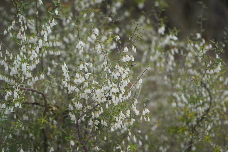 Styphelia oxyphylla photo 2