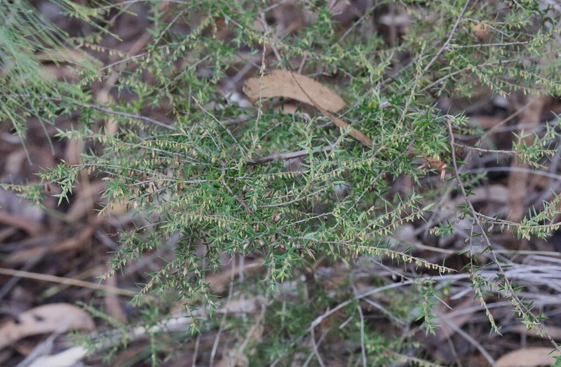 Styphelia oxyphylla photo 3