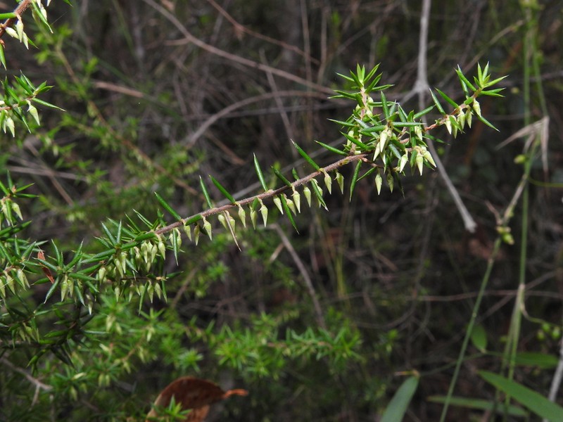 Styphelia oxyphylla photo 4