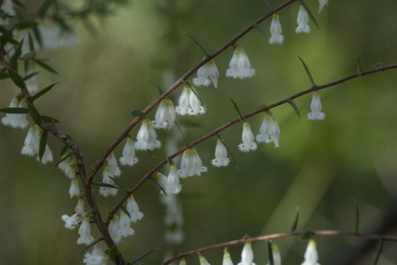 Styphelia oxyphylla photo 5