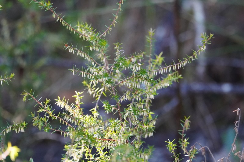 Styphelia oxyphylla photo 6
