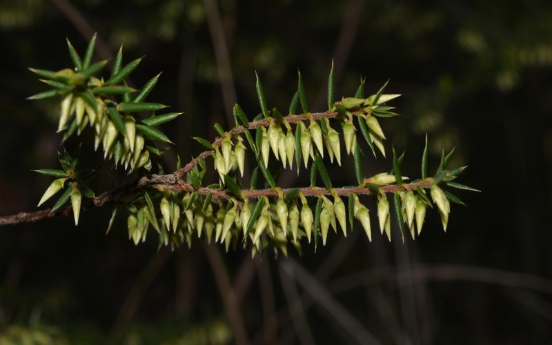 Styphelia oxyphylla photo 7